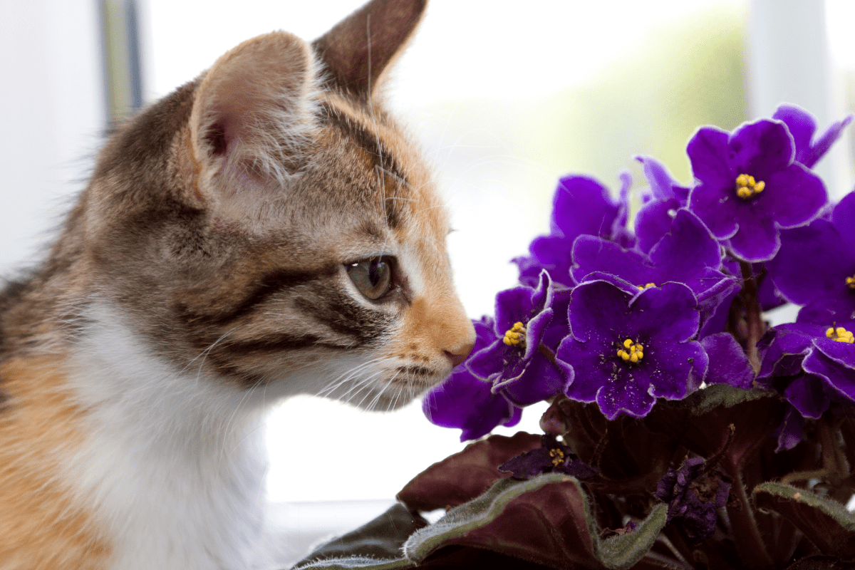 Sprawdź, które kwiaty i rośliny są bezpieczne dla kota